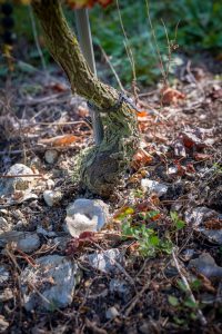 Château la Varière - Détail sur un pied de cep