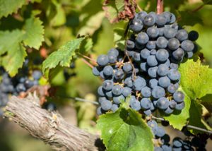 Chateau la Varière - Zoom sur une grappe de raisin