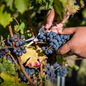 Château la Varière - Zoom sur la taille de la vigne