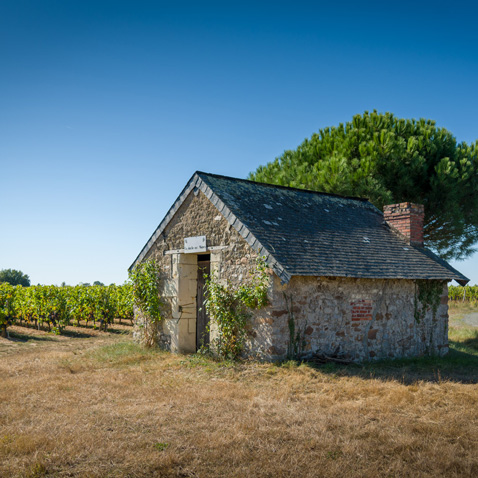 Château la Varière - Petiute maison au creux du vignoble 