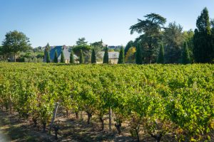 Château la Varière - Vue sur une partie du vignoble