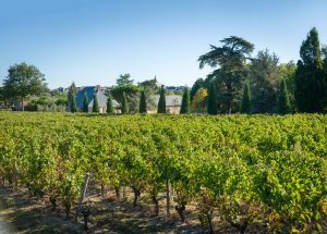 Château la Varière - Vue sur une partie du vignoble