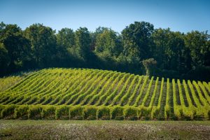 Château la Varière - Vignoble sur les coteaux