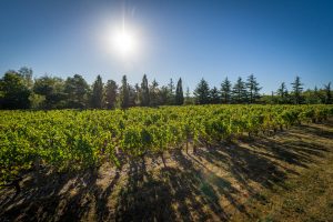 Château la Varière - Vignoble au soleil couchant