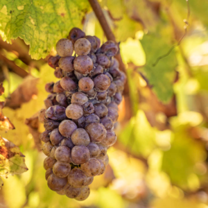 Botrytis Château La Varière