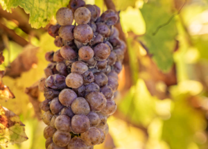 Botrytis Château La Varière